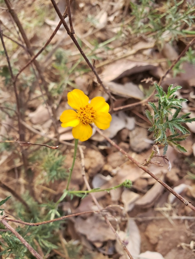 Dyssodia tagetiflora photo 5