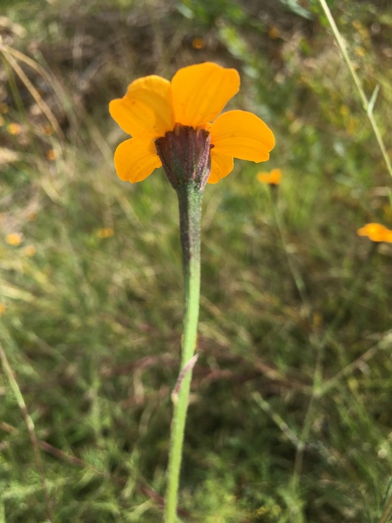 Dyssodia tagetiflora photo 6