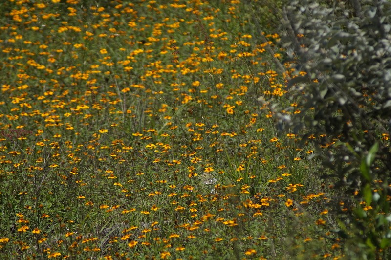 Dyssodia tagetiflora photo 7
