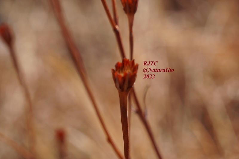 Dyssodia tagetiflora photo 8