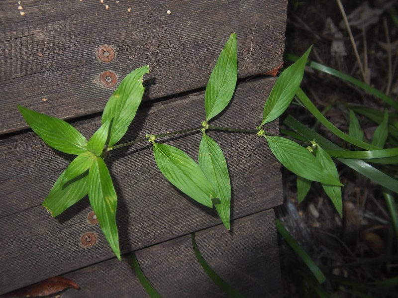 Eared Starviolet photo 3