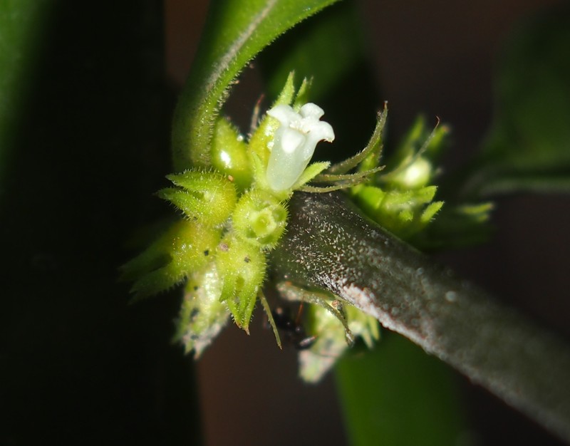 Eared Starviolet photo 5