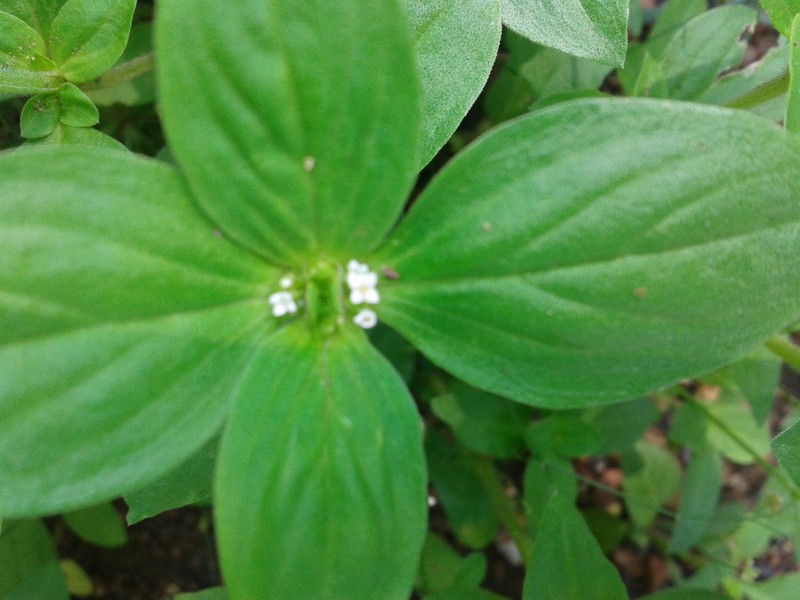 Eared Starviolet photo 6