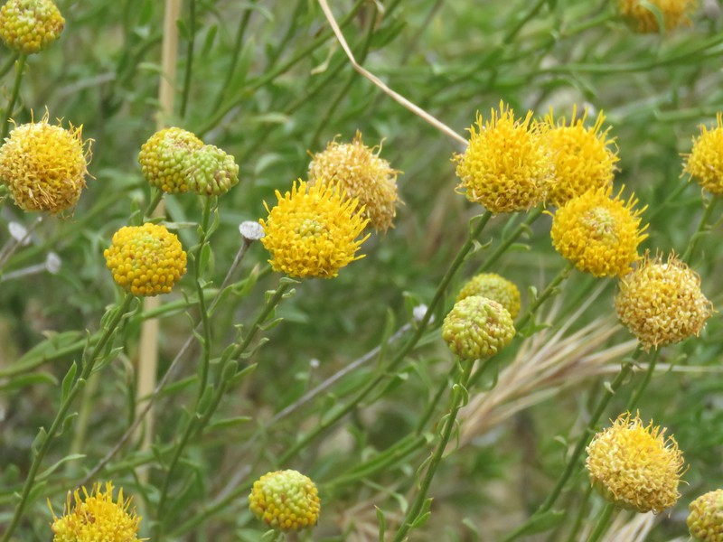 Yellow Aster