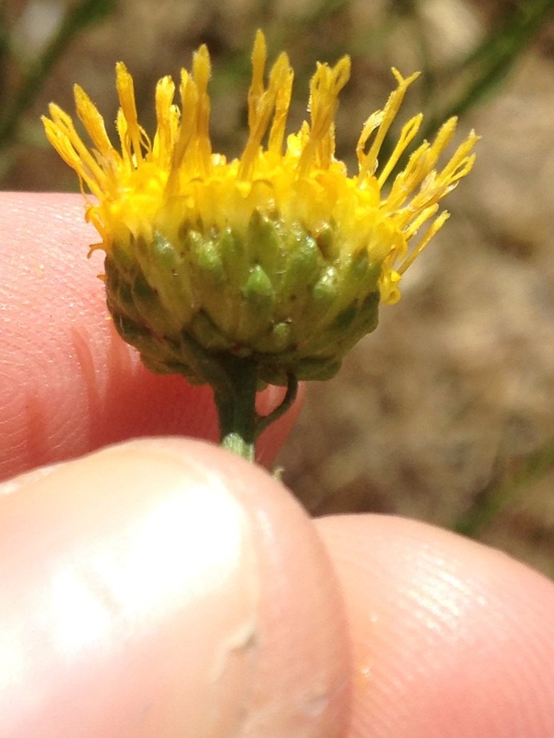 Yellow Aster photo 2