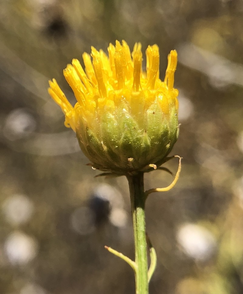 Yellow Aster photo 3