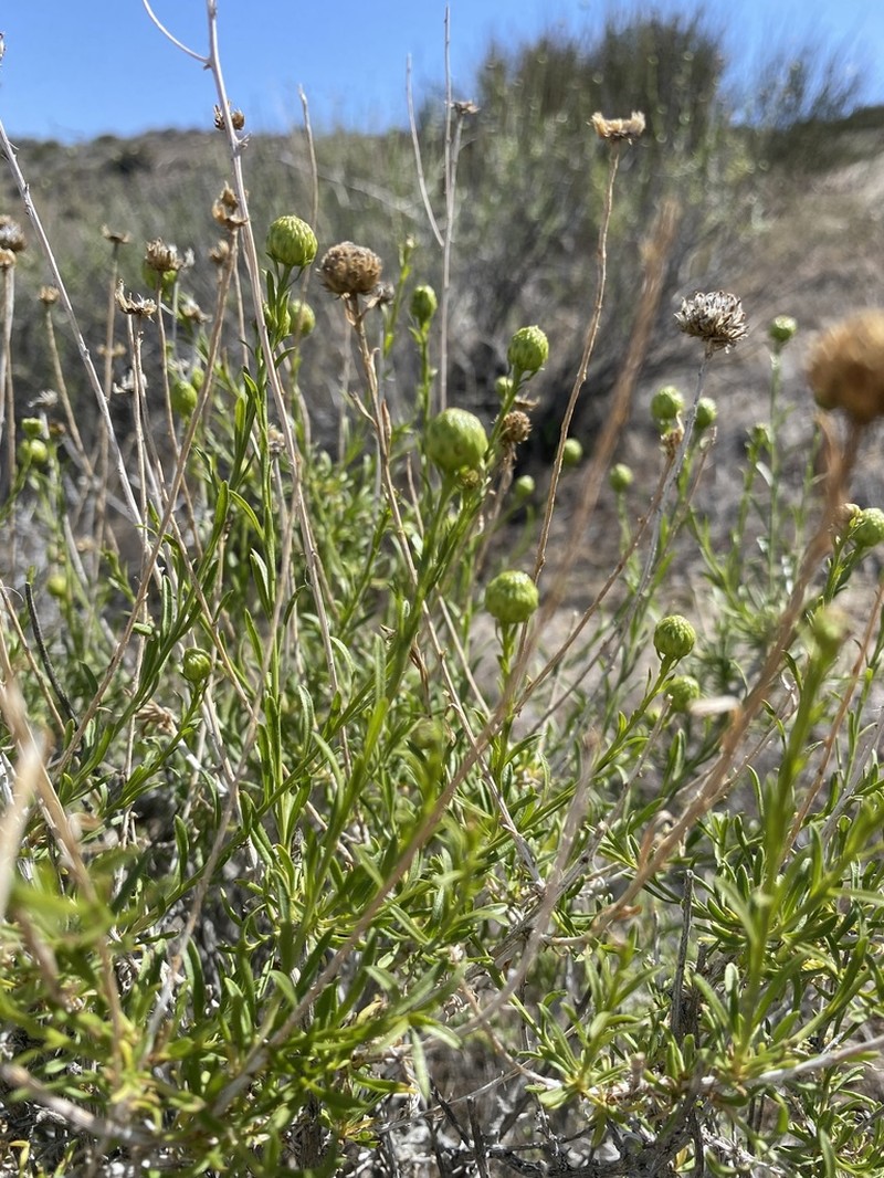 Yellow Aster photo 4