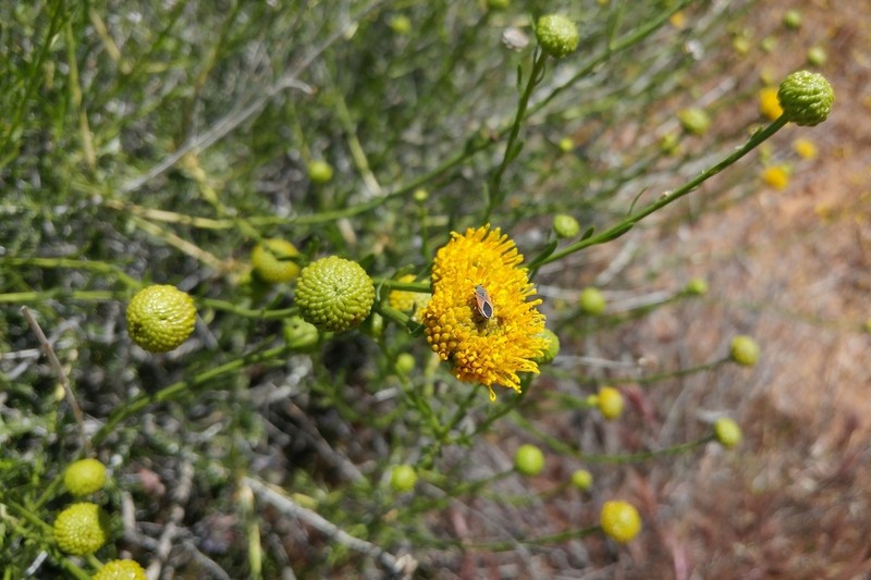 Yellow Aster photo 5