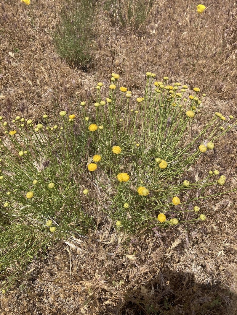 Yellow Aster photo 6