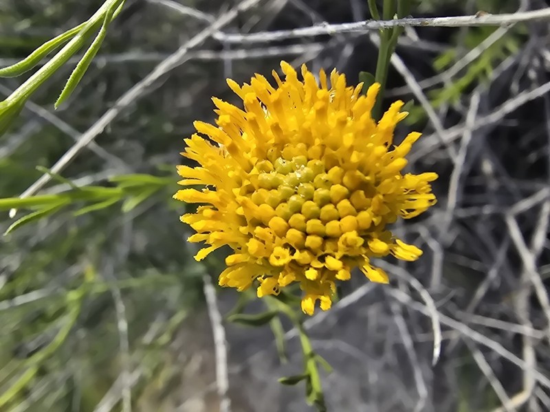Yellow Aster photo 7
