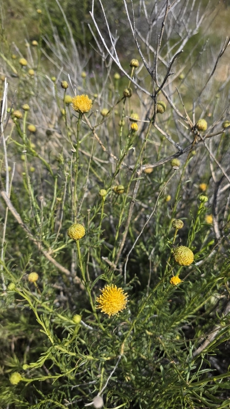 Yellow Aster photo 8