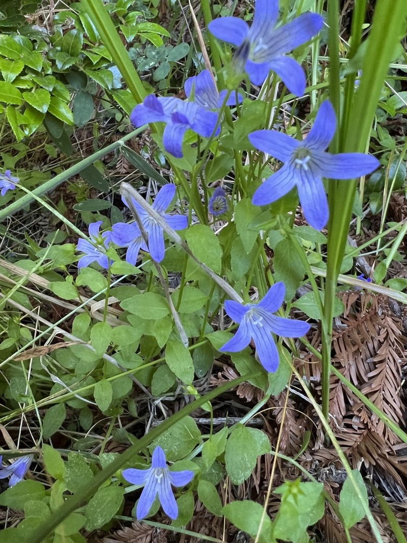 Swamp Bellflower
