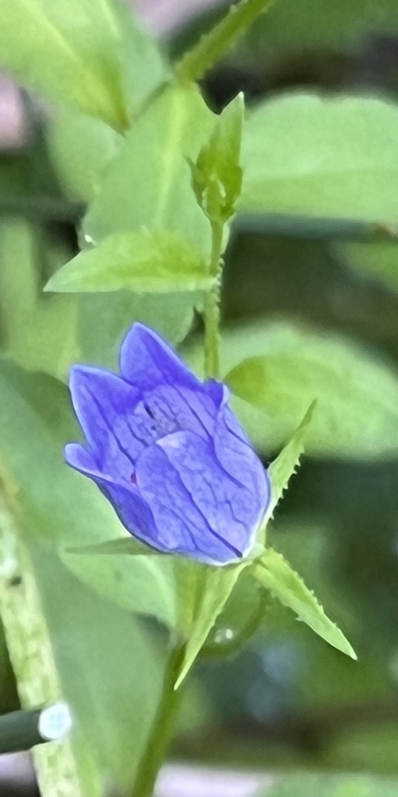 Swamp Bellflower photo 2