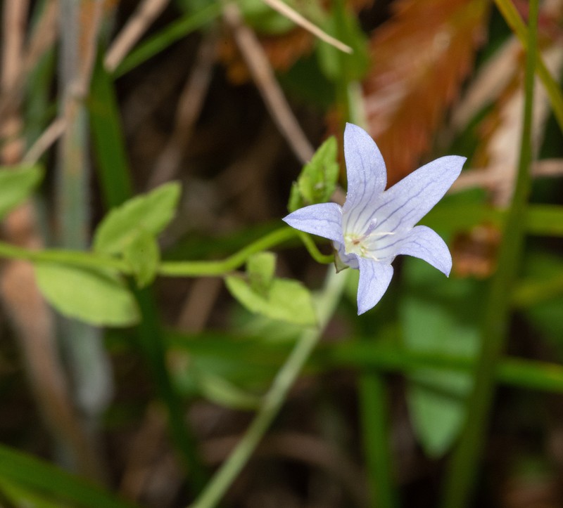Swamp Bellflower photo 3