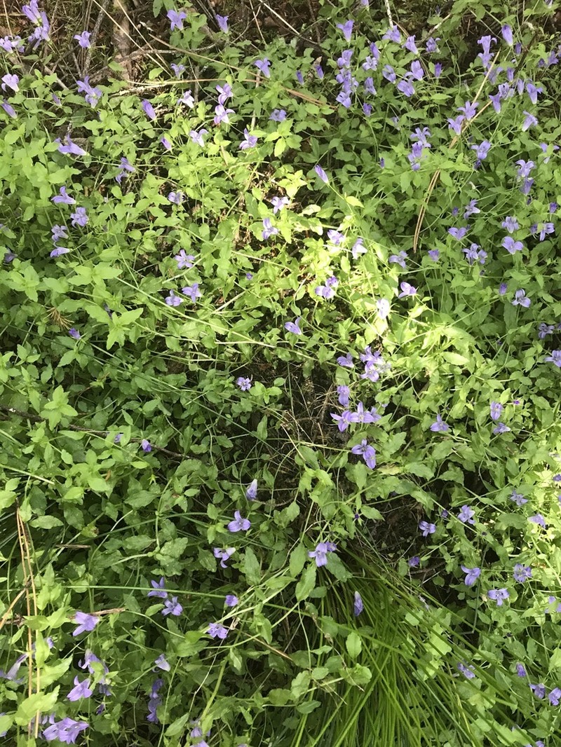 Swamp Bellflower photo 4