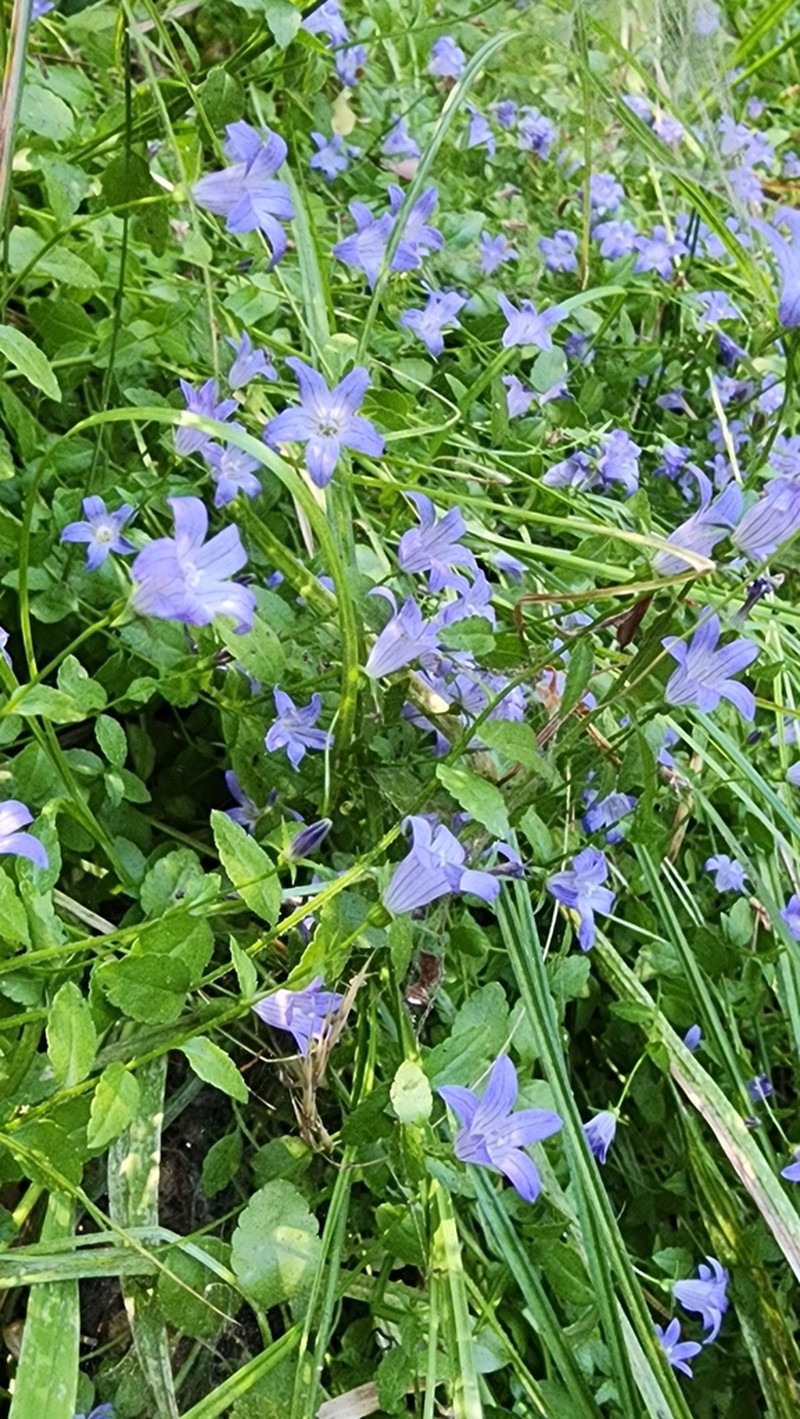 Swamp Bellflower photo 5