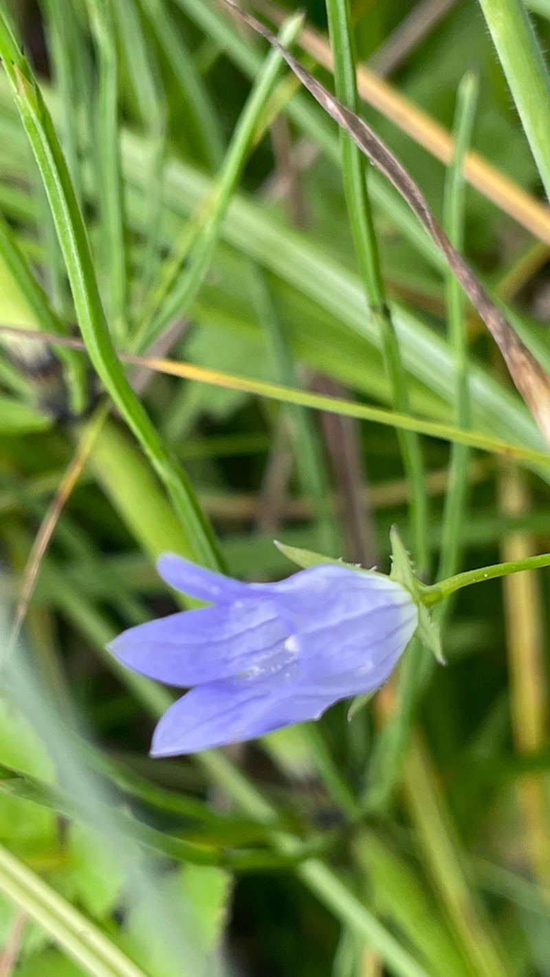 Swamp Bellflower photo 6