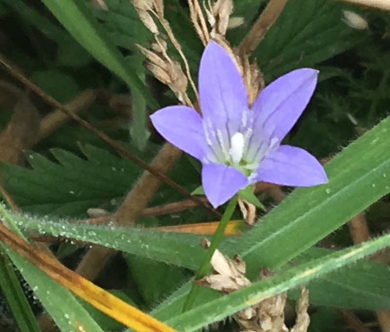 Swamp Bellflower photo 7