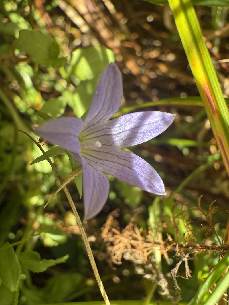Swamp Bellflower photo 8
