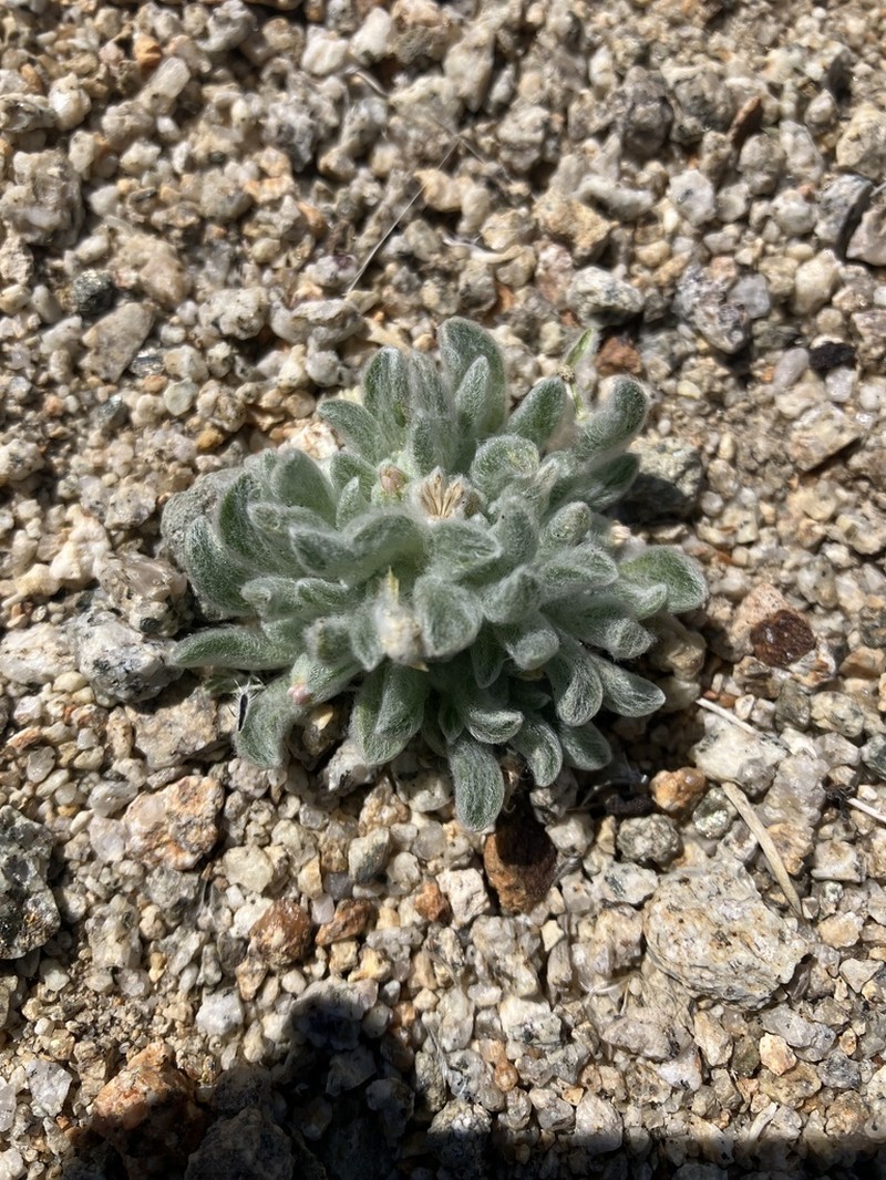 White False Tickhead photo 6