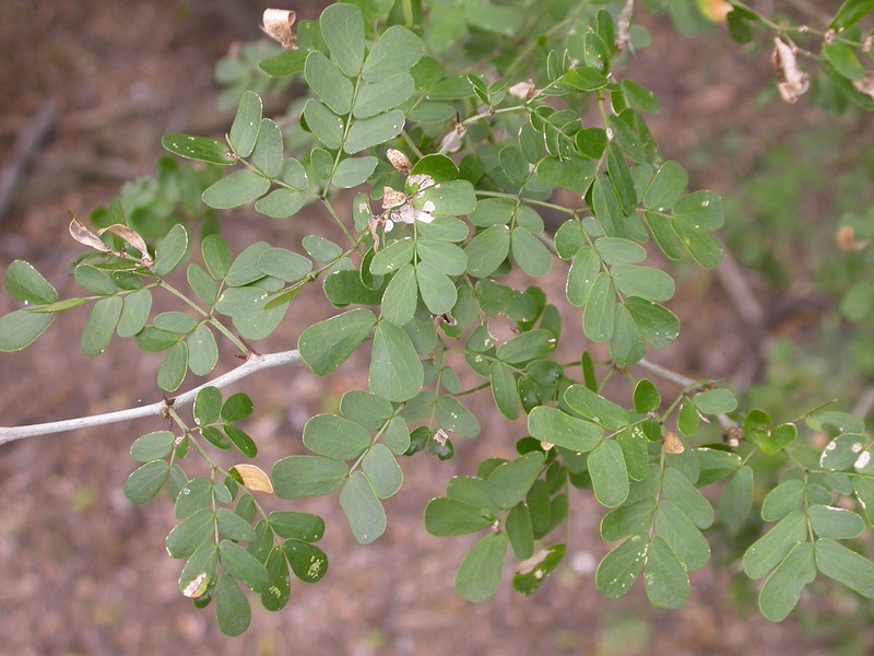 Texas Ebony photo 3