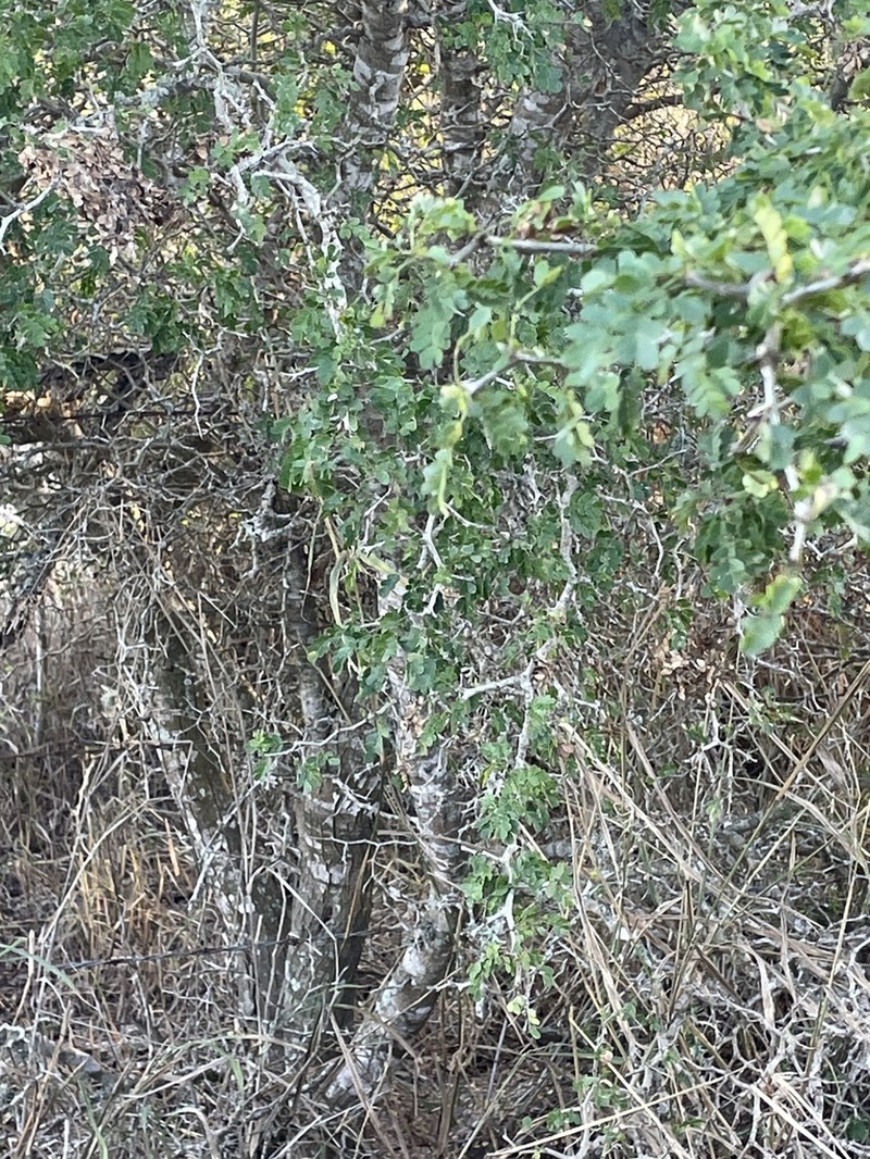 Texas Ebony photo 4