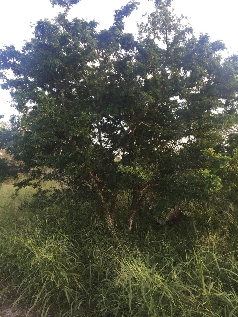 Texas Ebony photo 6