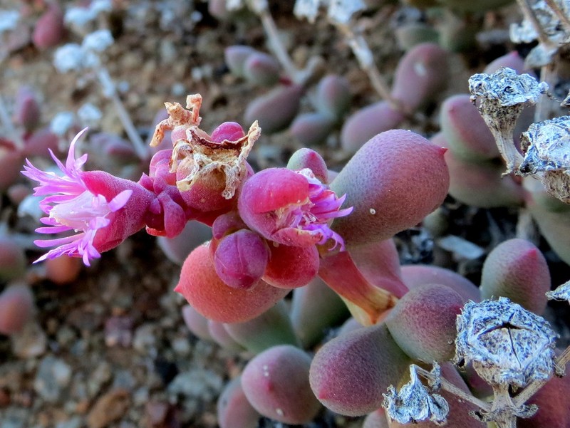 Eberlanzia pillansii