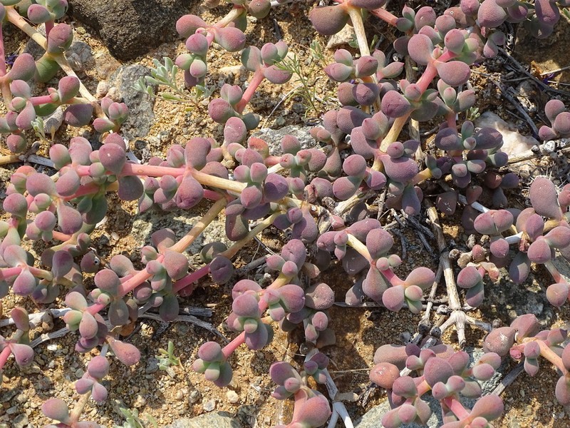 Eberlanzia pillansii photo 2