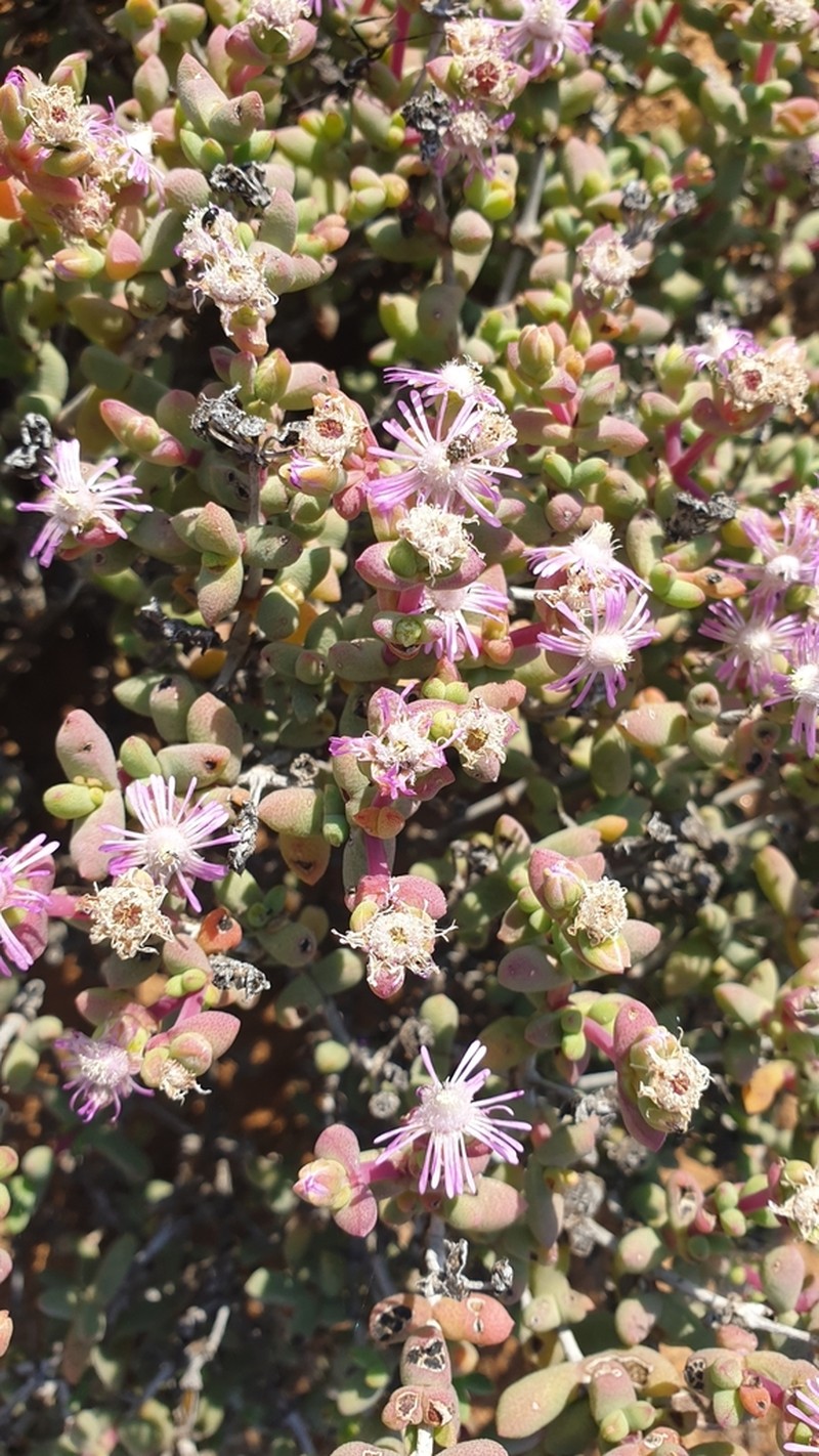 Eberlanzia pillansii photo 3