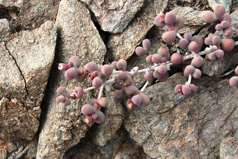 Eberlanzia pillansii photo 4