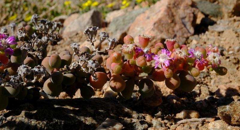 Eberlanzia pillansii photo 5