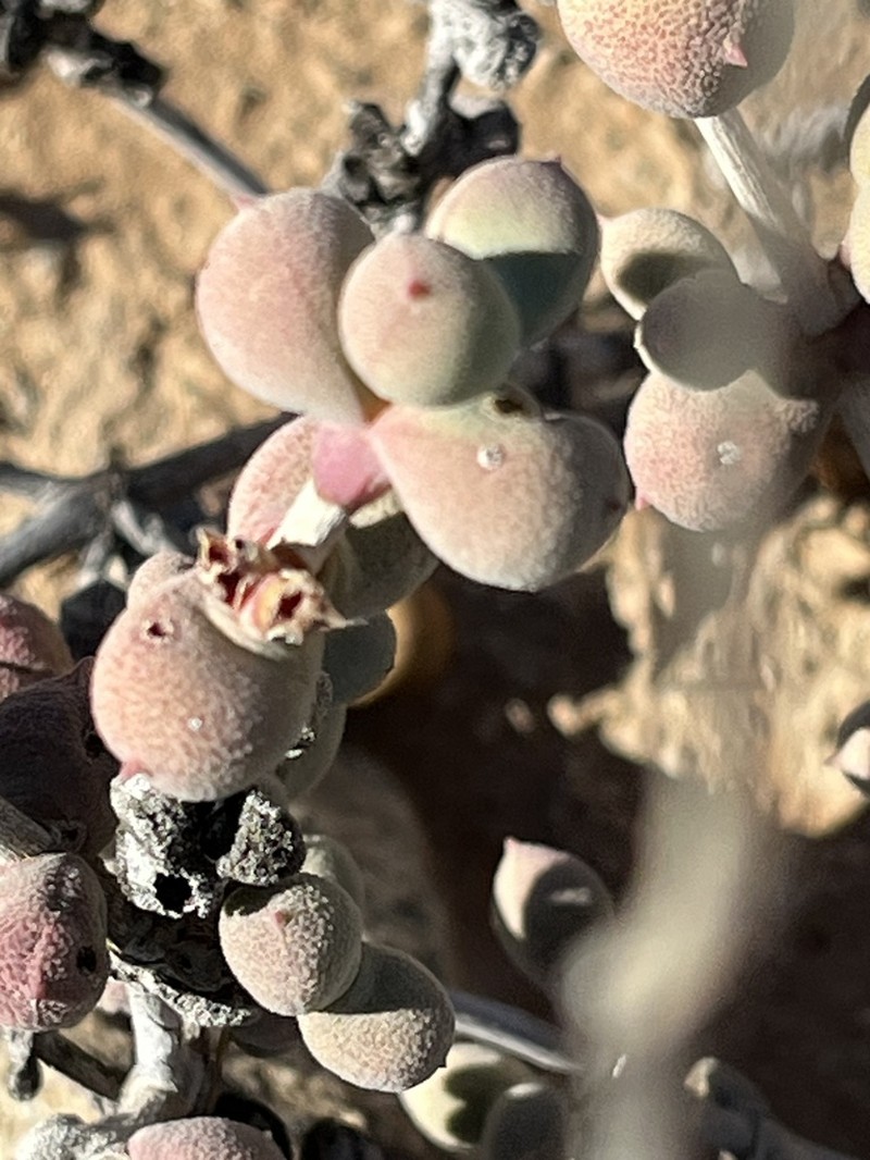 Eberlanzia pillansii photo 6