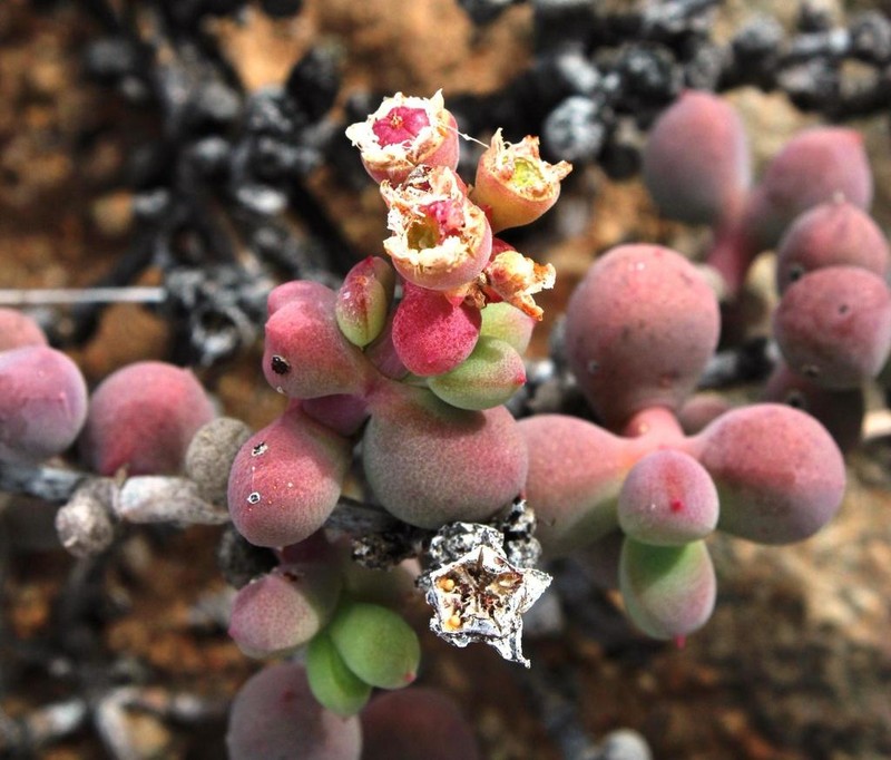 Eberlanzia pillansii photo 7