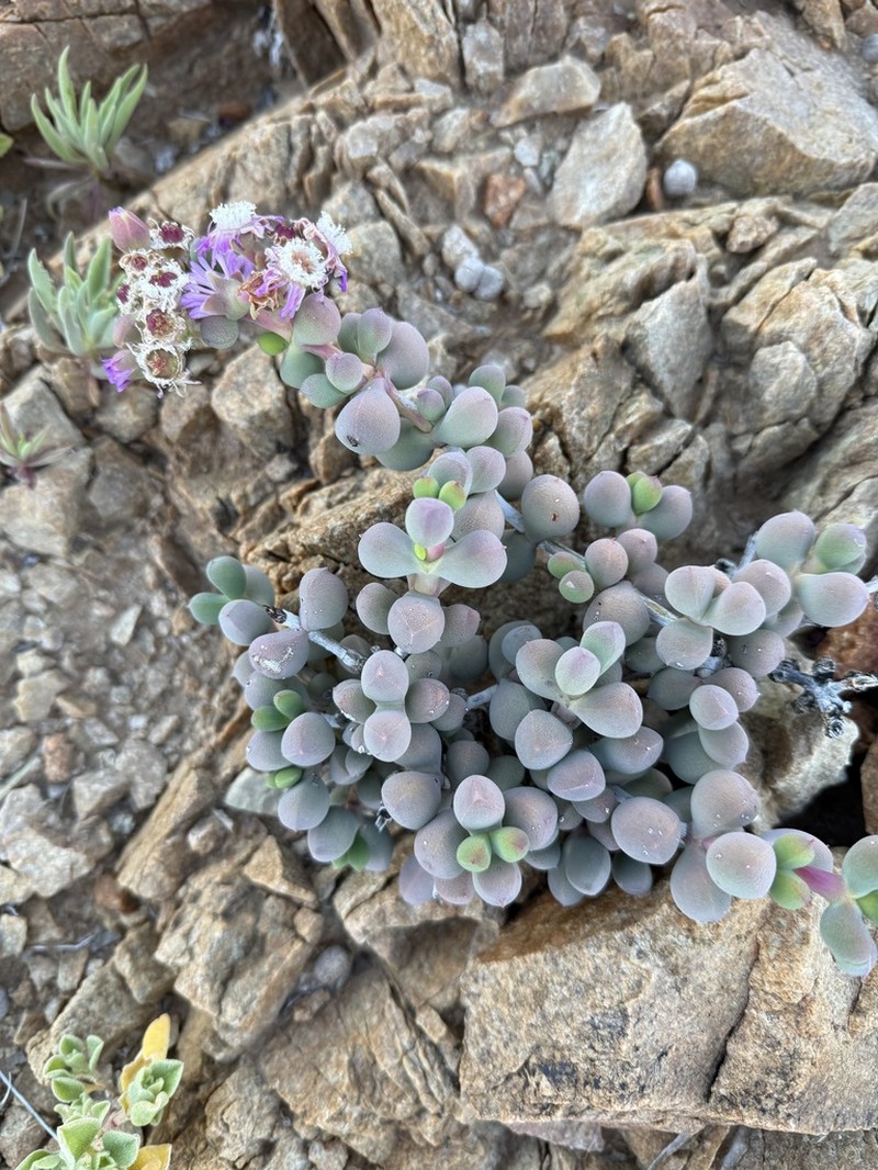 Eberlanzia pillansii photo 8
