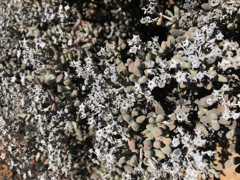 Eberlanzia velutina