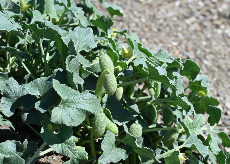 Squirting Cucumber photo 3