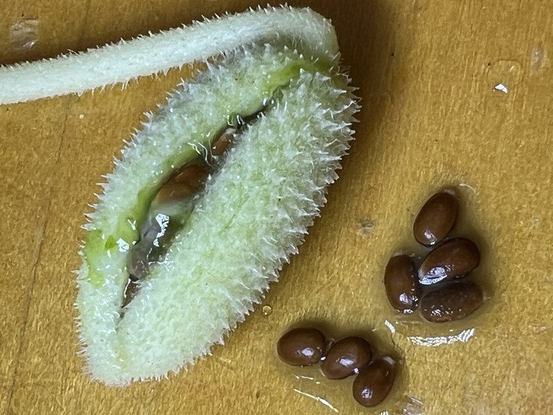 Squirting Cucumber photo 8