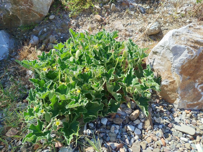 Ecballium elaterium subsp. elaterium