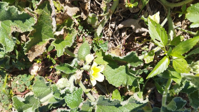 Ecballium elaterium subsp. elaterium photo 2