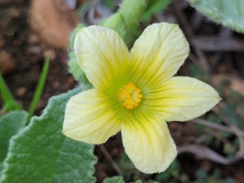 Ecballium elaterium subsp. elaterium photo 3