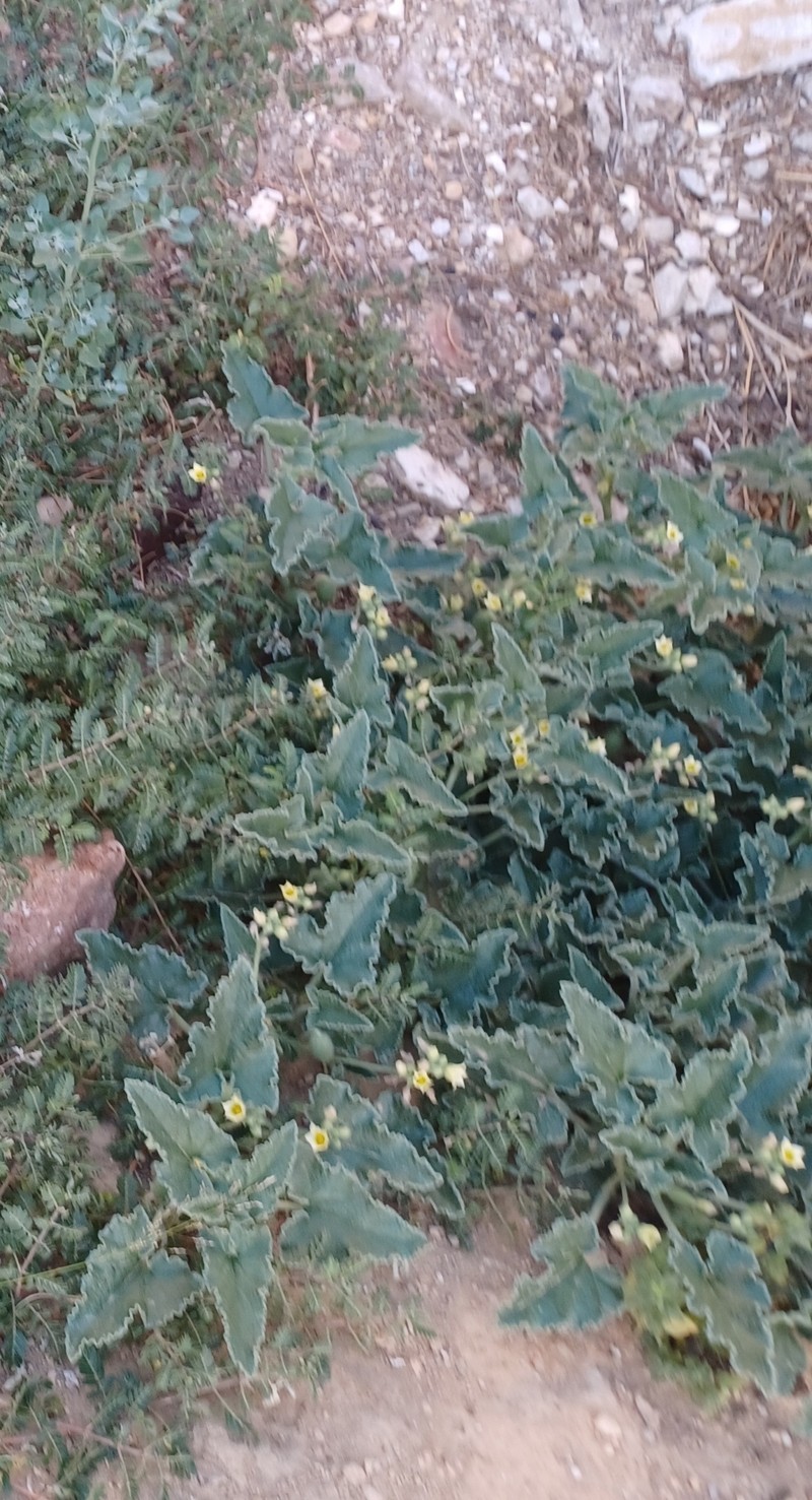 Ecballium elaterium subsp. elaterium photo 4