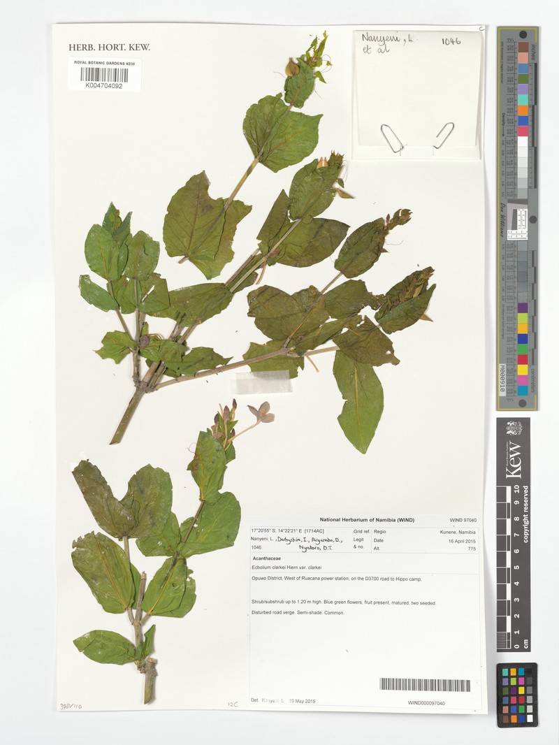 Ecbolium clarkei var. clarkei