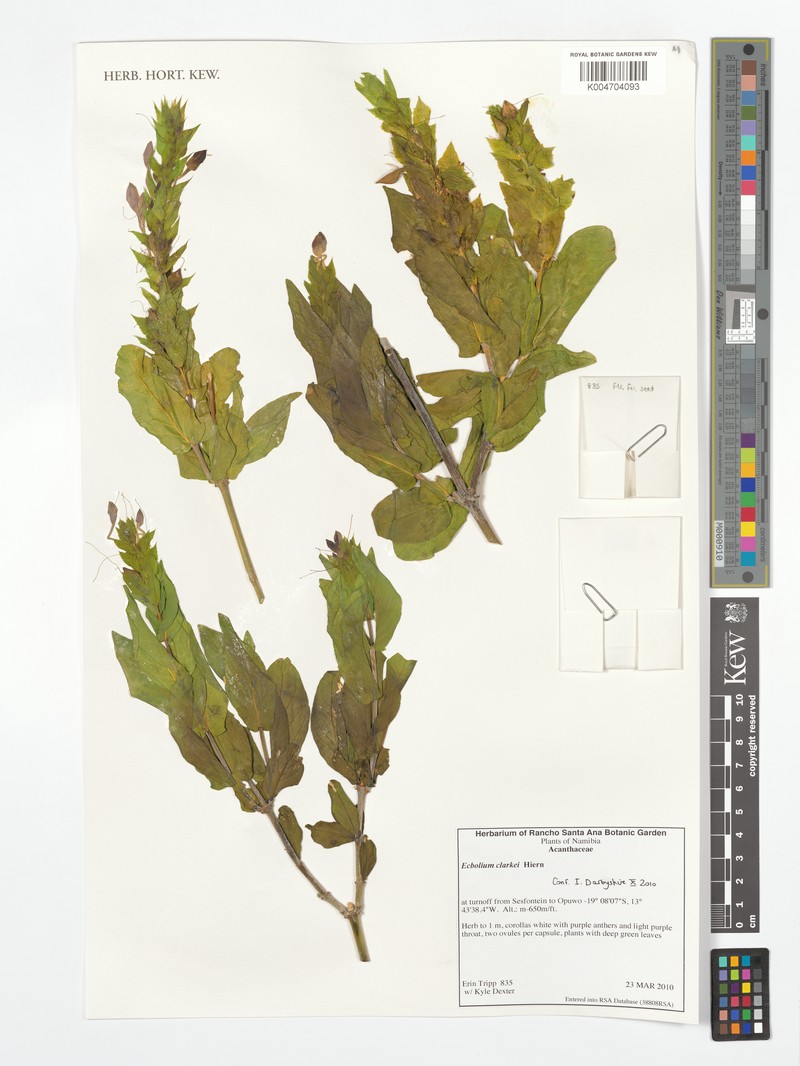Ecbolium clarkei var. clarkei photo 2
