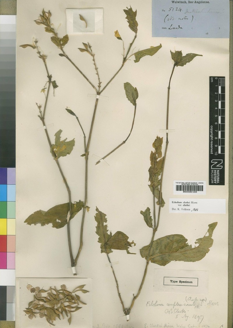 Ecbolium clarkei var. clarkei photo 3