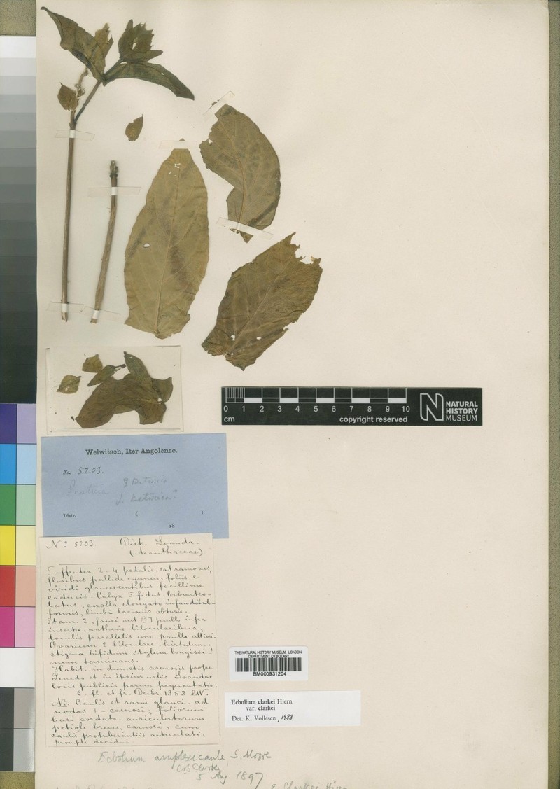 Ecbolium clarkei var. clarkei photo 4