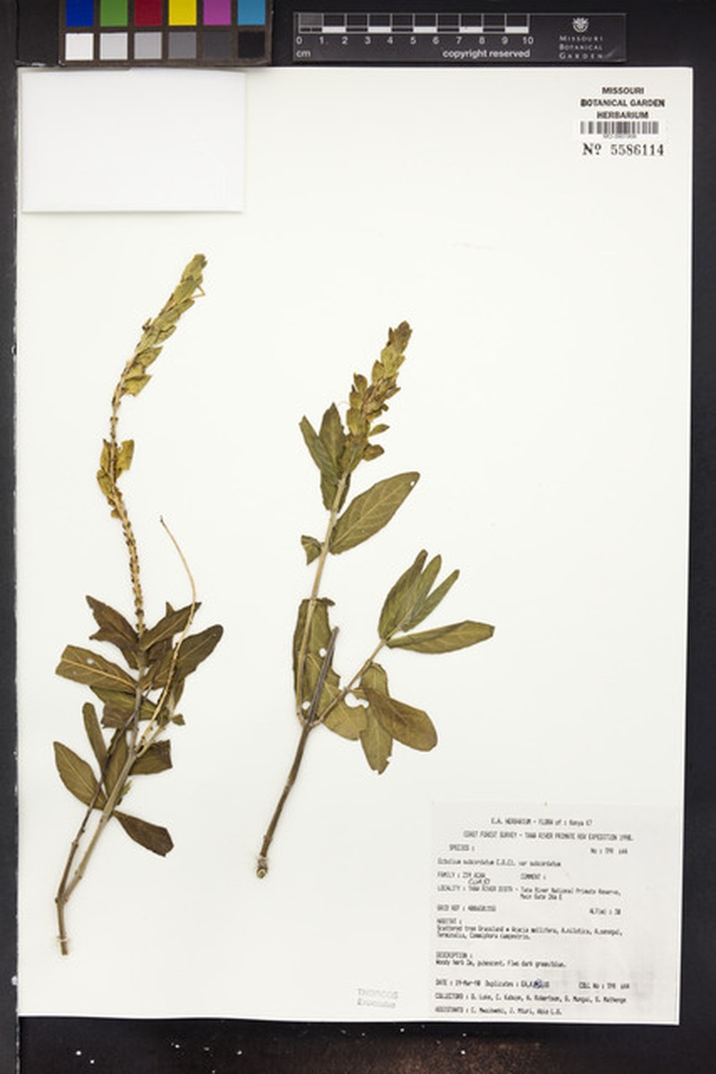 Ecbolium subcordatum var. subcordatum