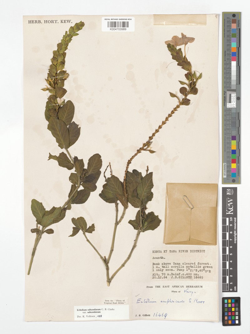 Ecbolium subcordatum var. subcordatum photo 2