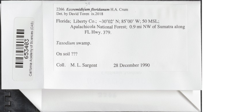 Florida Eccremidium Moss