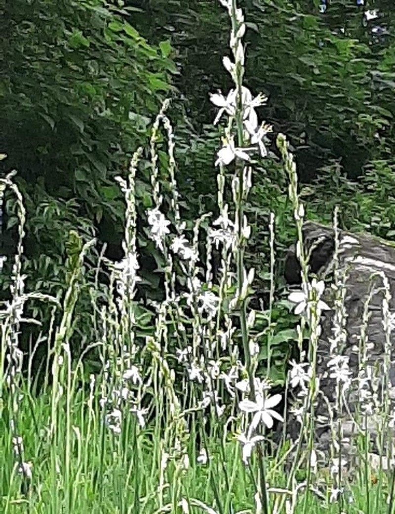 Echeandia cholulensis